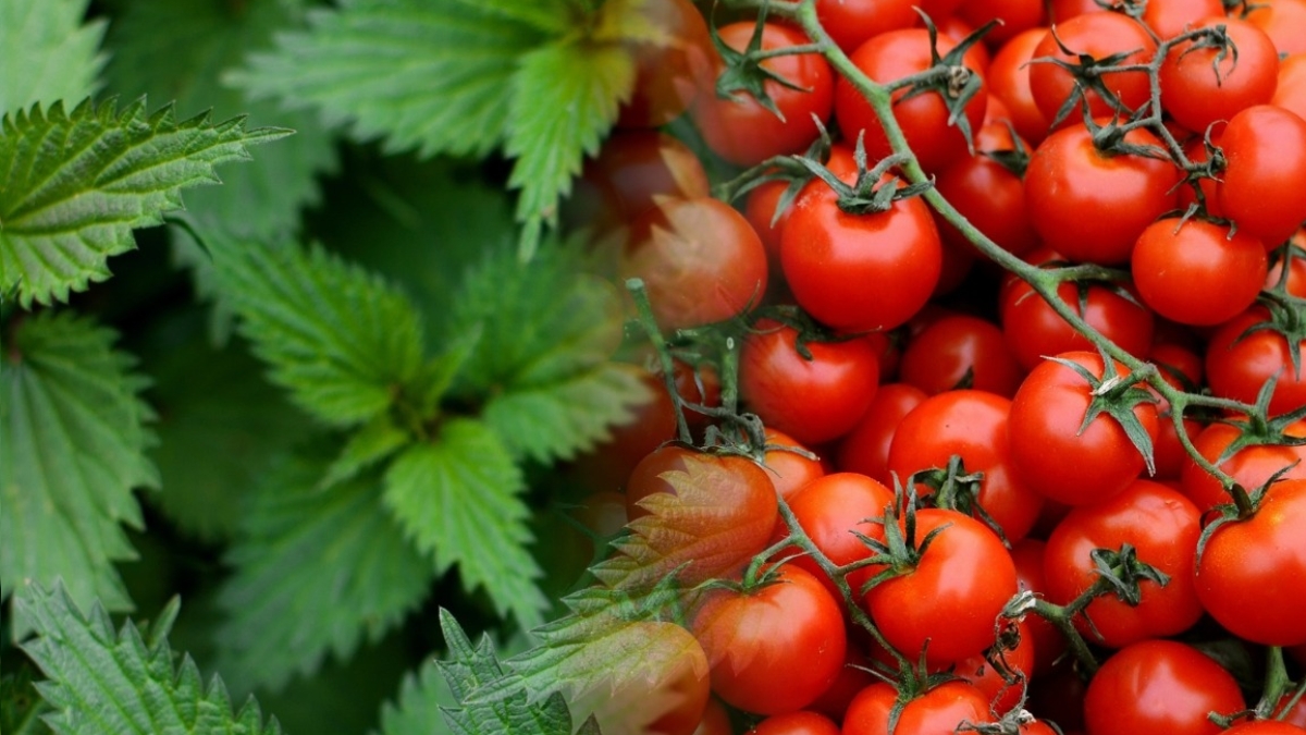 ortie et tomates