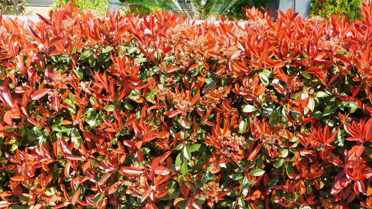 photinias