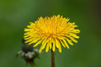 Pissenlit et mauvaises herbes