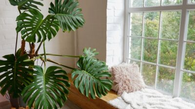 plante intérieure