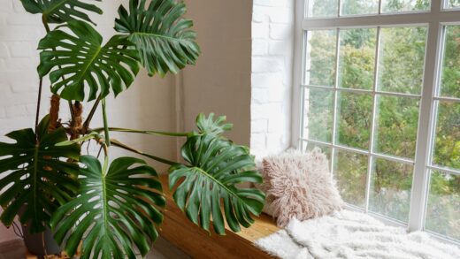 plante intérieure