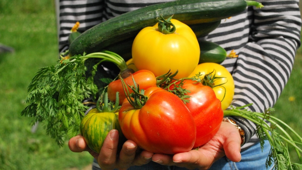 potager lune mai