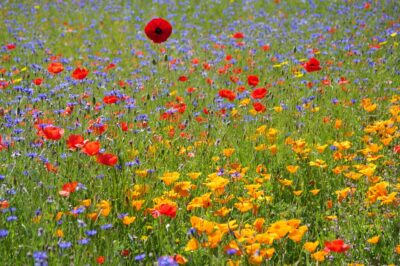 Prairie fleurie