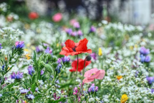 Prairie fleurie