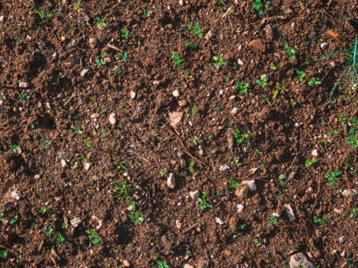À épingler : Préparer son terrain pour un gazon parfait : les étapes essentielles à ne pas manquer !