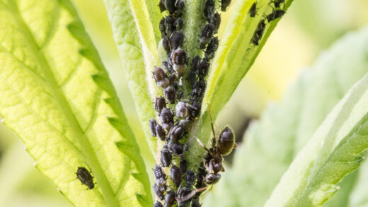pucerons plantes