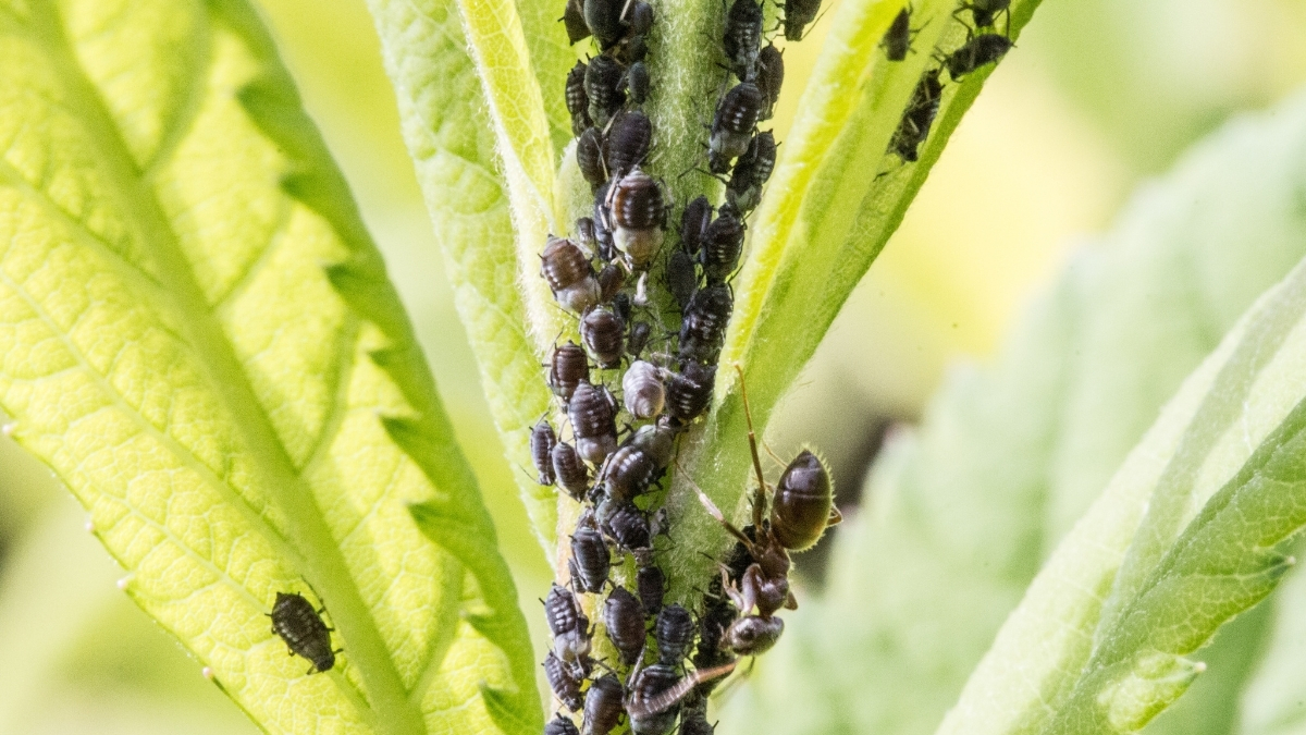 pucerons plantes