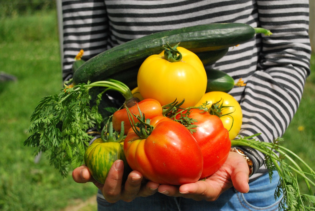 Récolte du potager