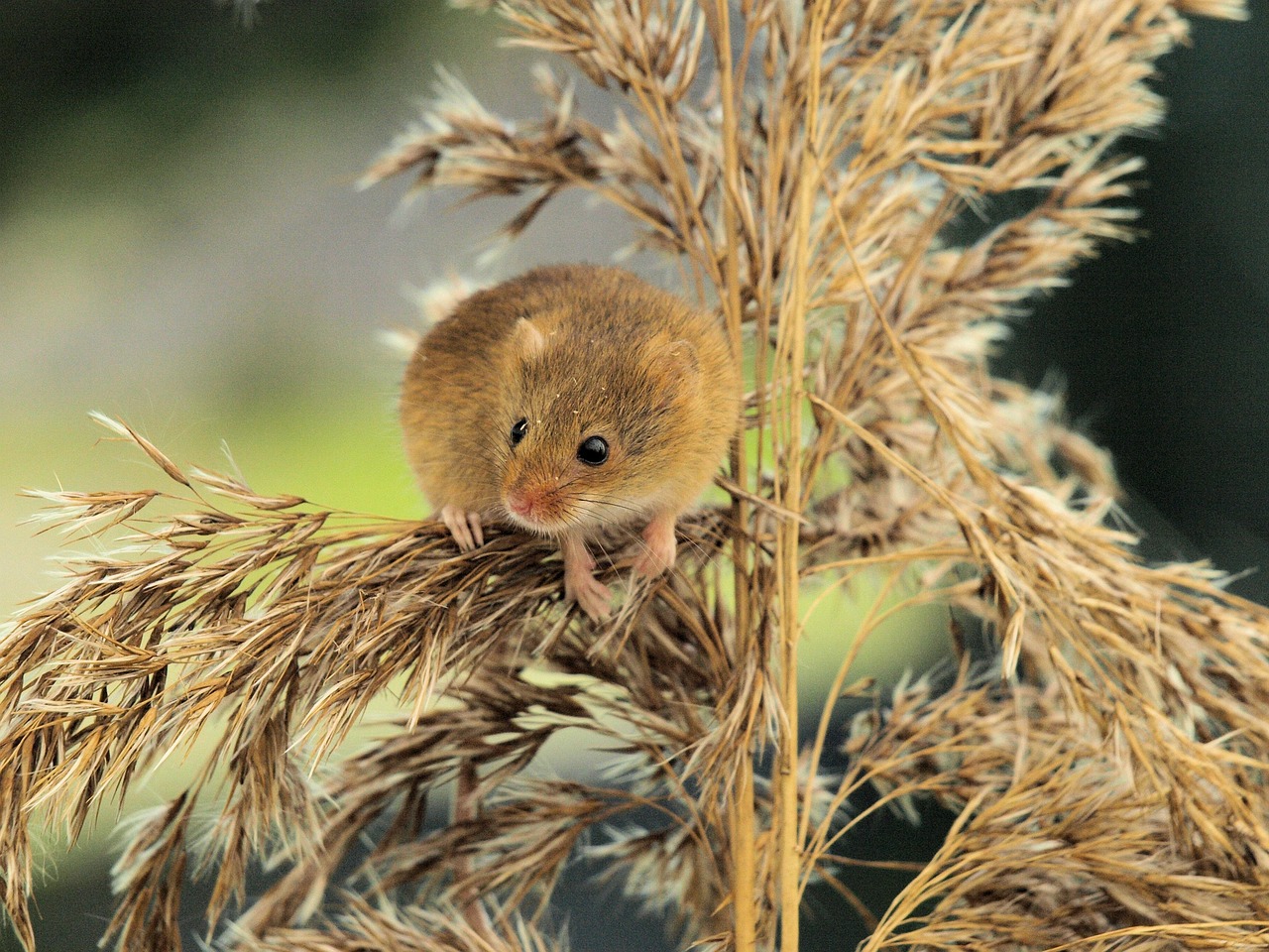 Rongeurs au jardin