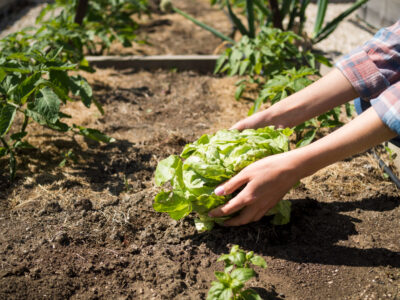 Rotation potager
