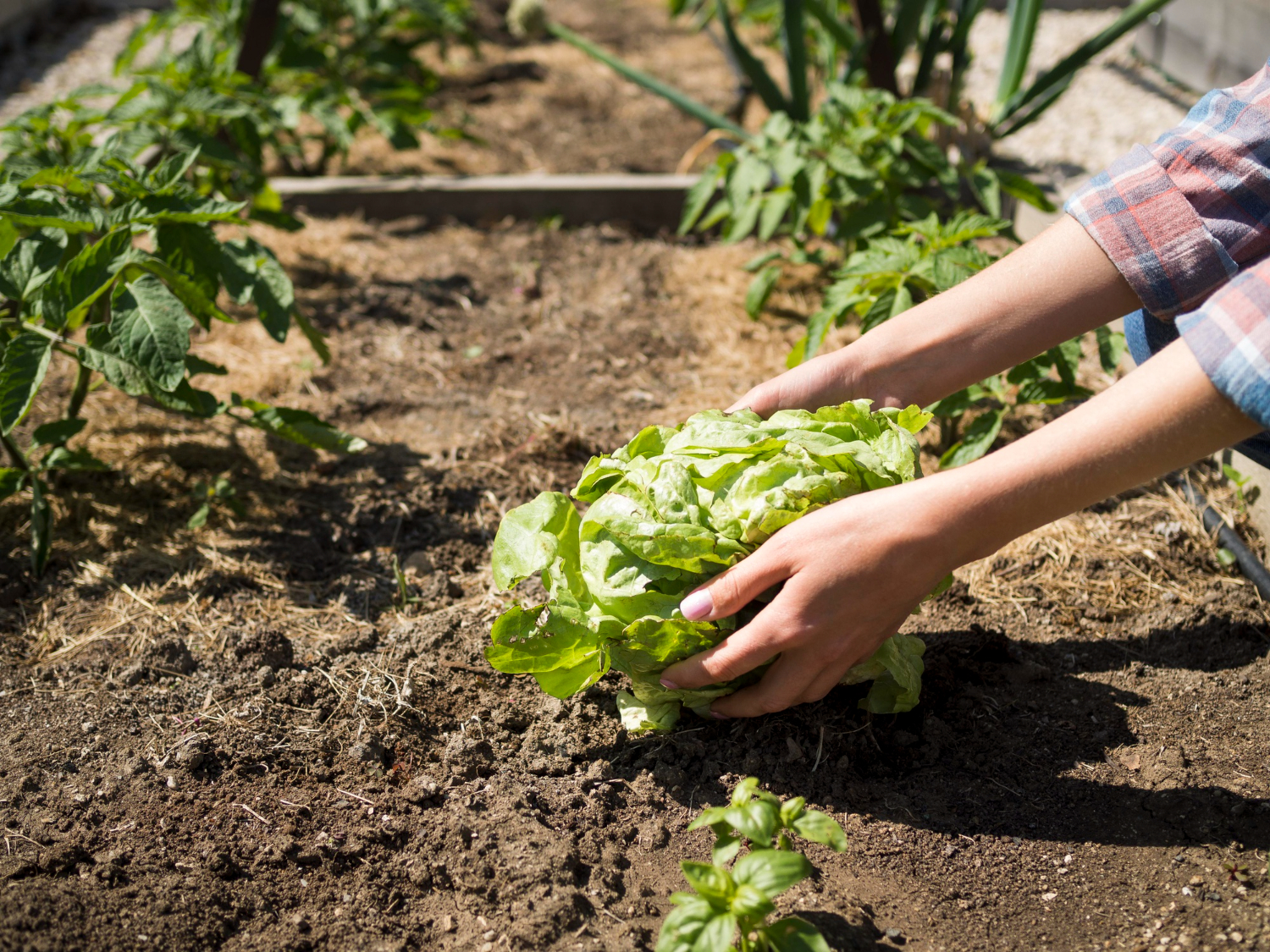 Rotation potager