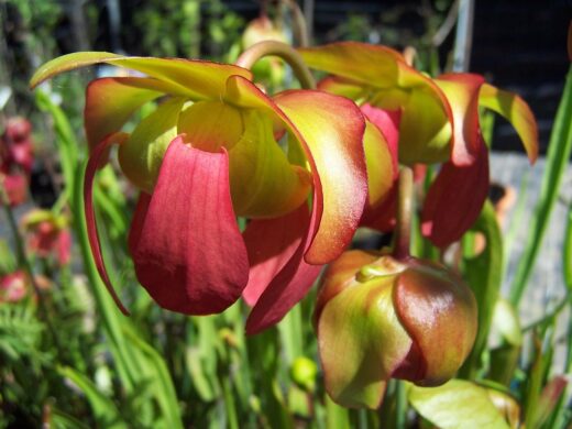 Sarracenia