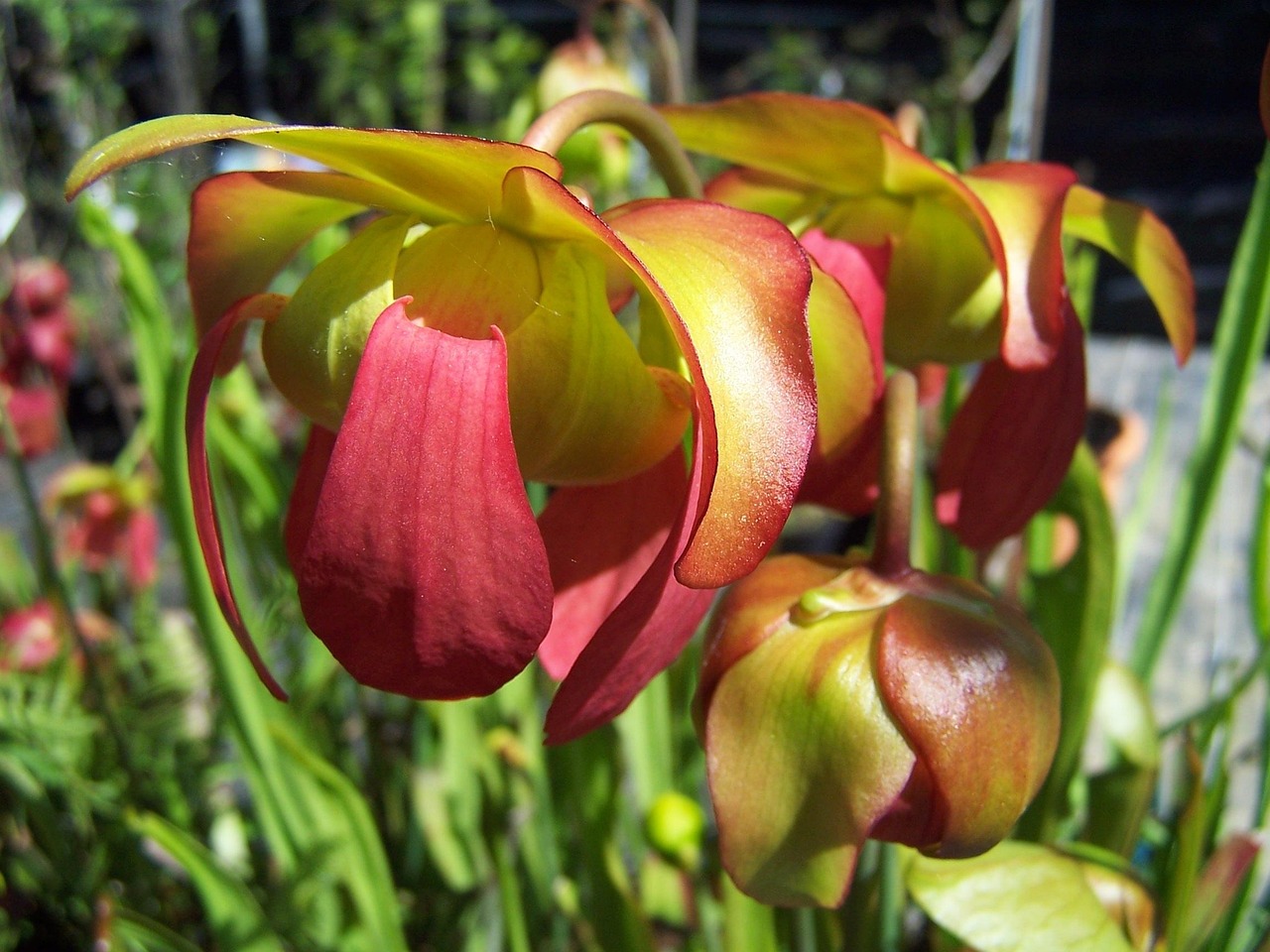 Sarracenia