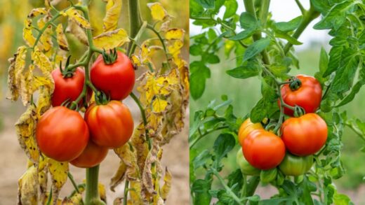 tomates avant et après mildiou