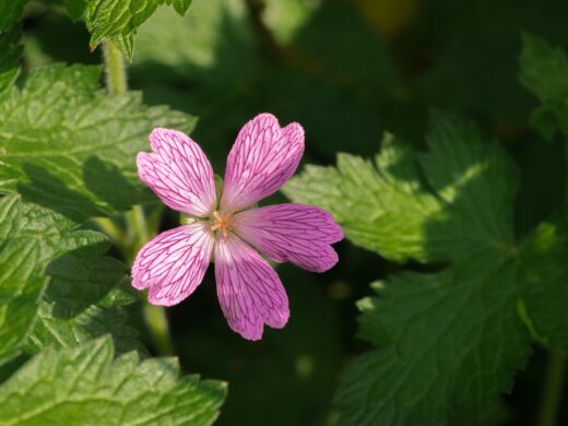 À épingler : Ombre et verdure : 12 plantes vivaces qui s’épanouissent sans soleil