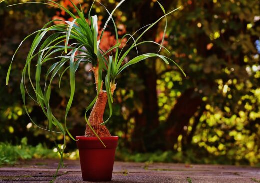 Vous venez d'acheter une plante