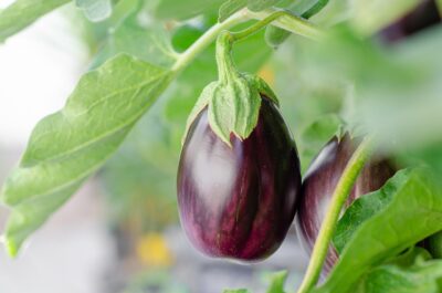 Aubergines - légumes du soleil