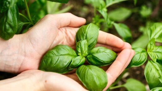 basilic potager