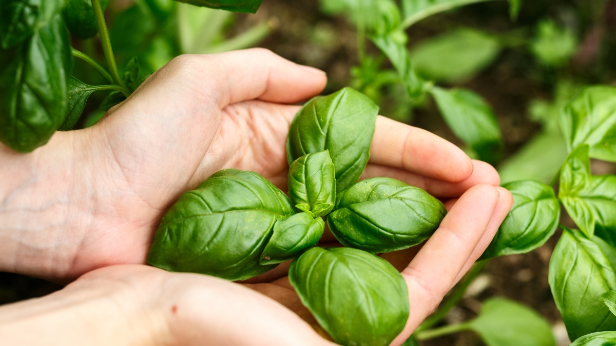 basilic potager