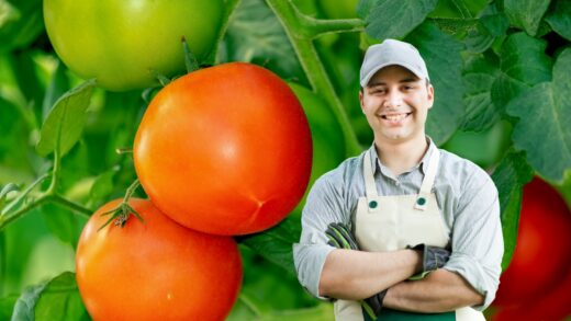 À épingler : Je plantais mes tomates seules pendant des années : depuis que je les associe à ces 5 plantes, tout a changé