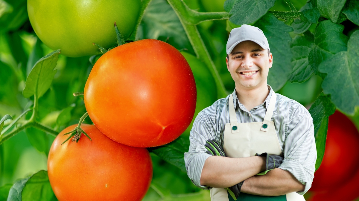 belles tomates jardinier