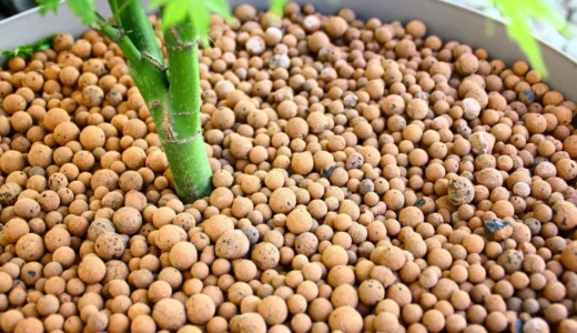 Billes d'argile plantes