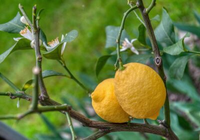 Citronnier