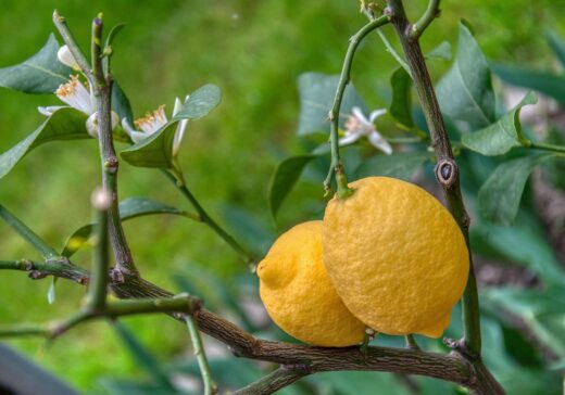 Citronnier