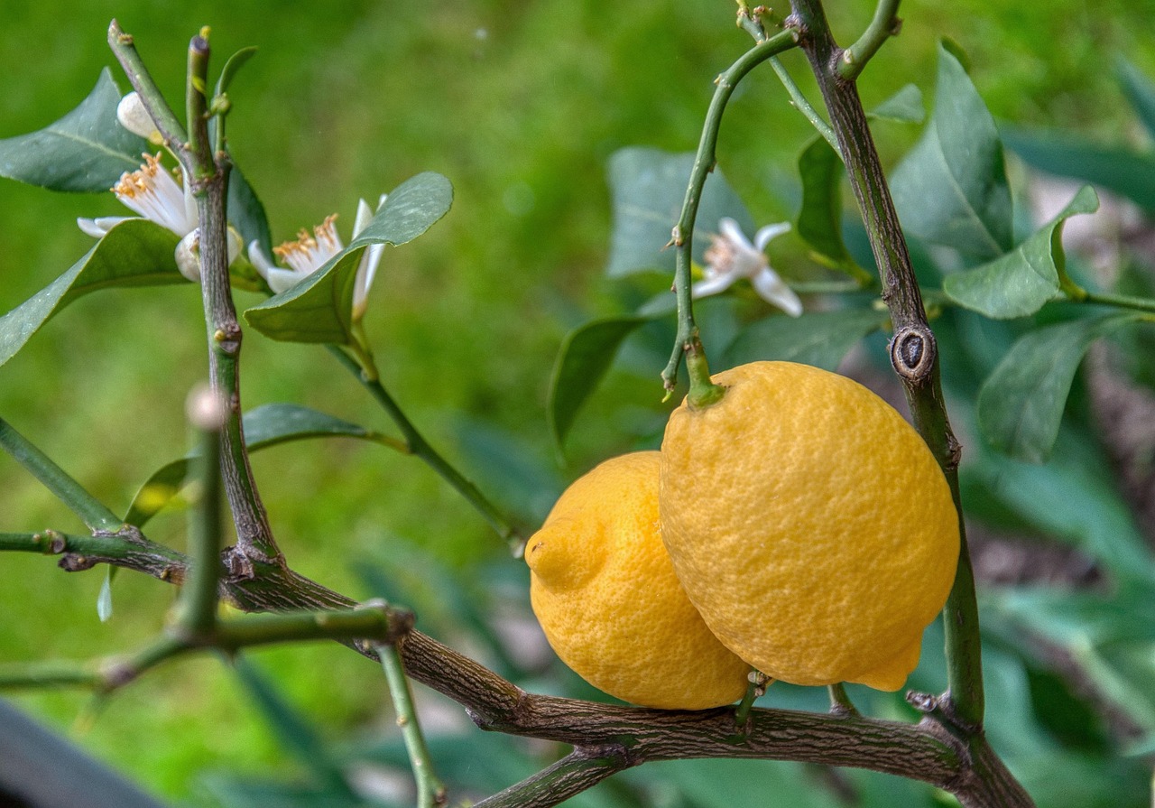 Citronnier