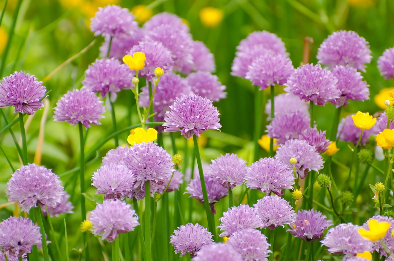 Fleurs ciboulette