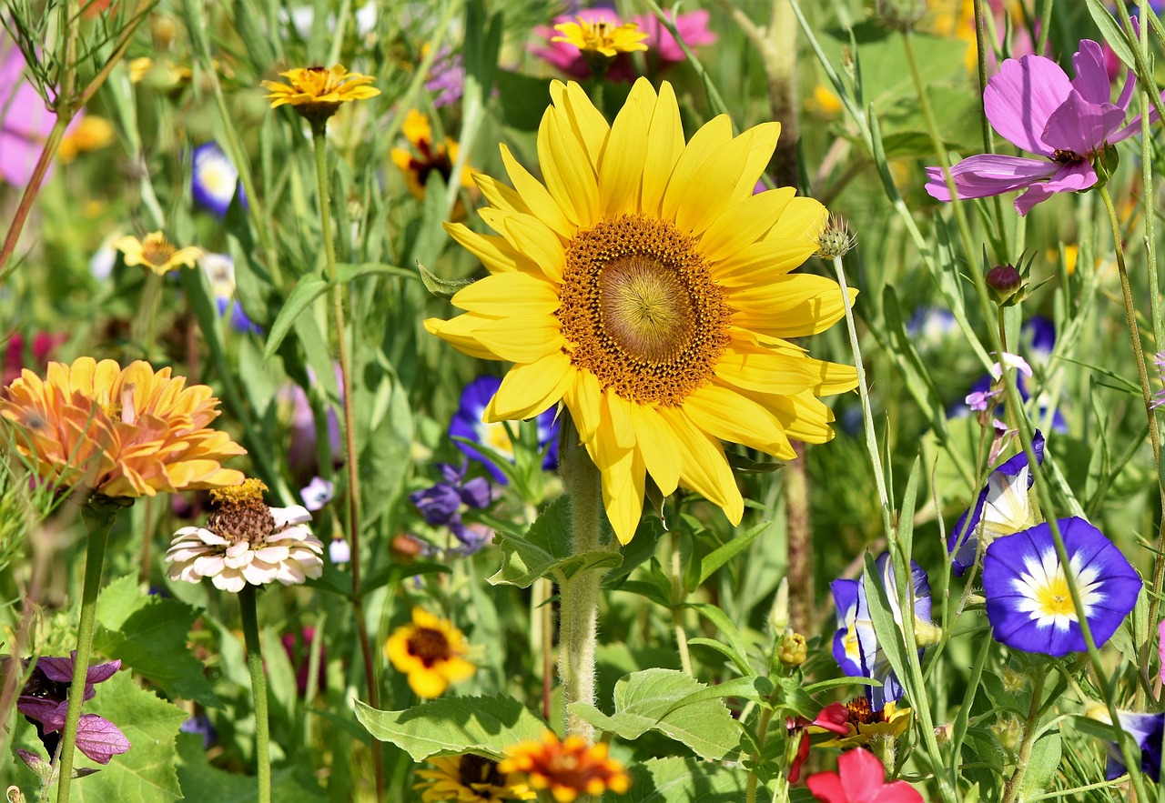 Fleurs colorées