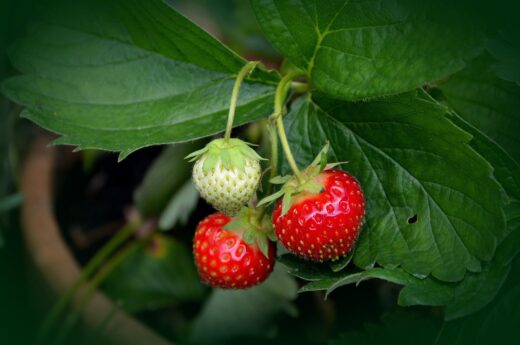 Fraisiers faciles à cultiver