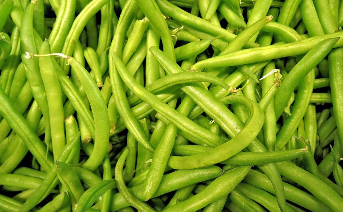 Haricots verts