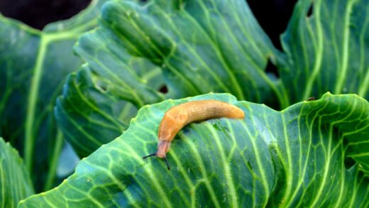 limace salade jardin