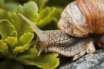 Limaces et escargots