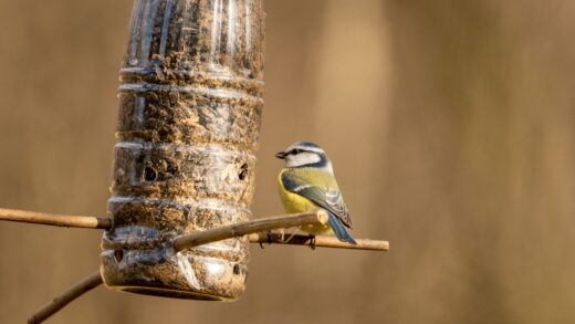 À épingler : Un simple objet à poser sur la mangeoire, et les oiseaux affluent dès le printemps, l’effet est immédiat