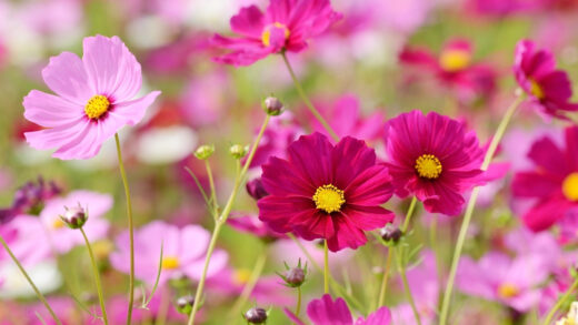 massif Cosmos