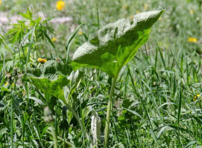 Mauvaises herbes