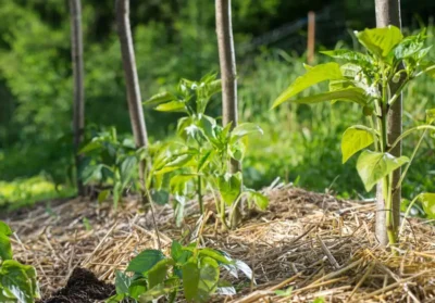 Paillage paille potager