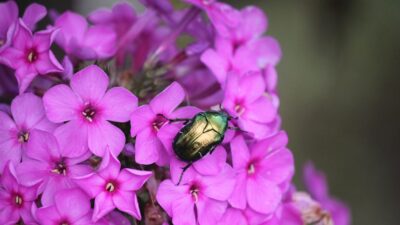 phlox paniculé