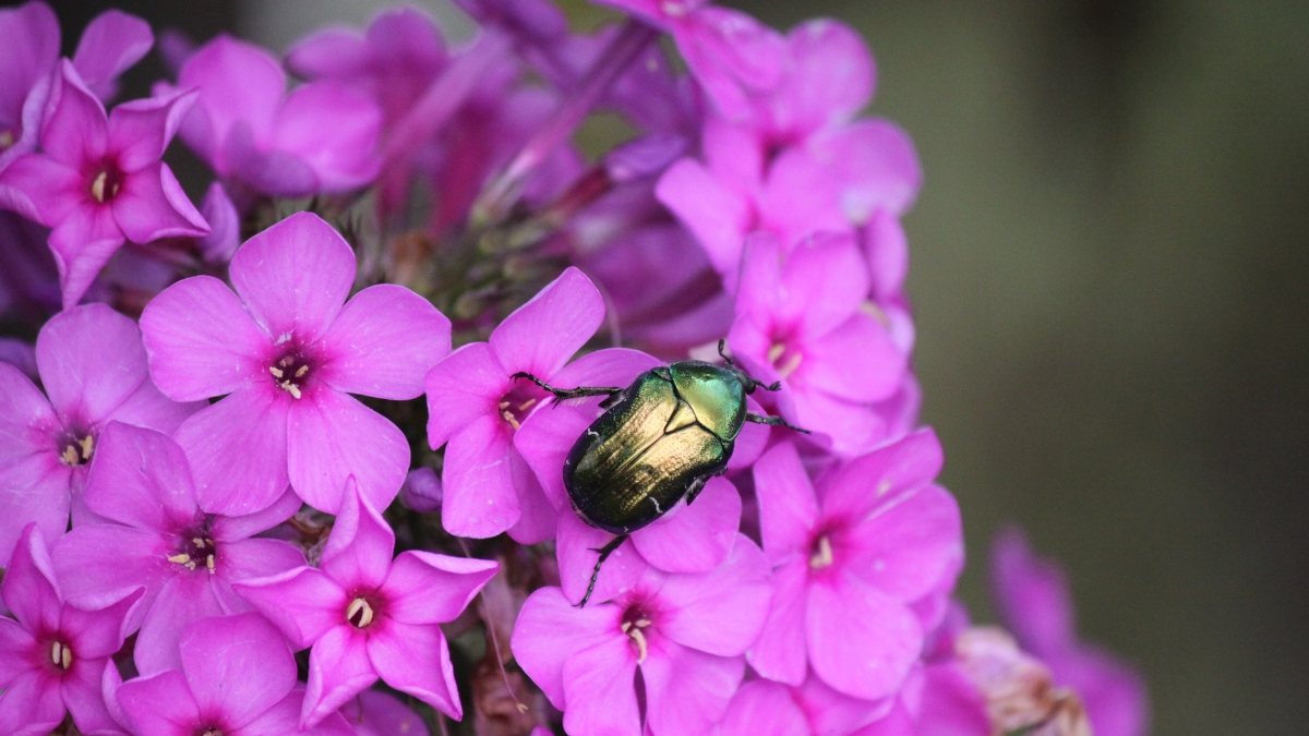 phlox paniculé