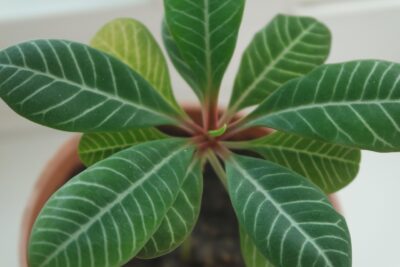 Plante d'intérieur feuillage magnifique