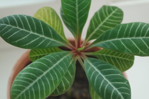 Plante d'intérieur feuillage magnifique