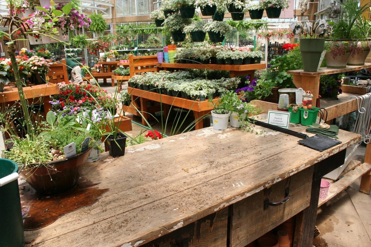 Plante en jardinerie