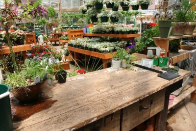 Plante en jardinerie