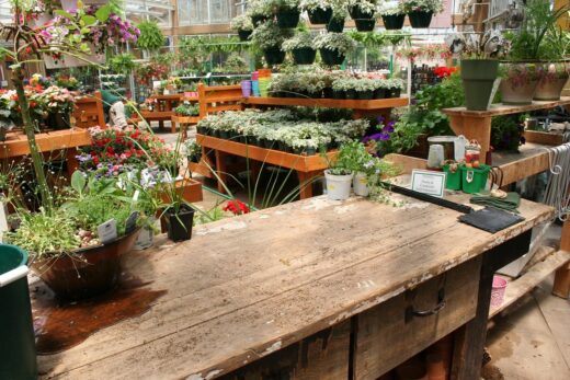 Plante en jardinerie