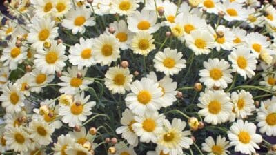 planter des fleurs mai