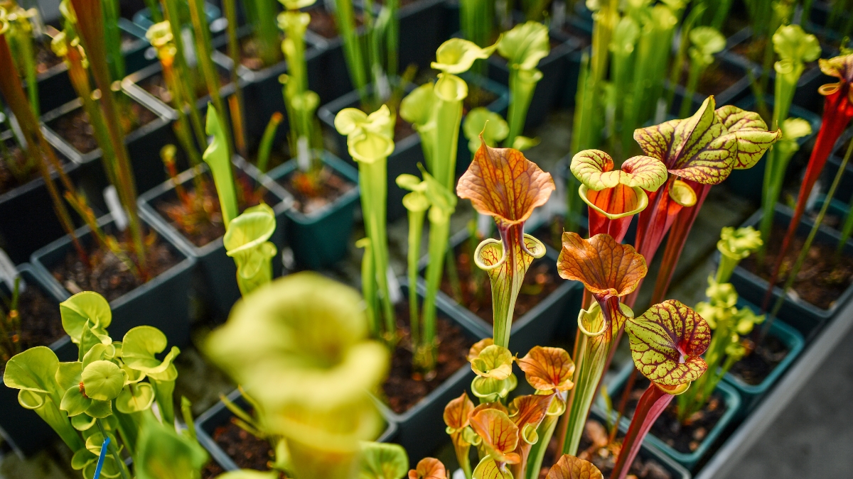 plantes sarracenia