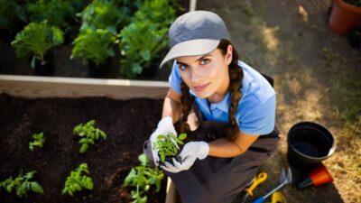 plants de tomates