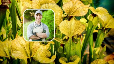 sarracenia